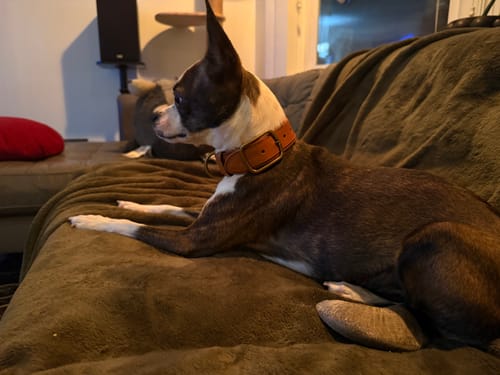 Customer photo review of Keepaws™ Leather AirTag Collar