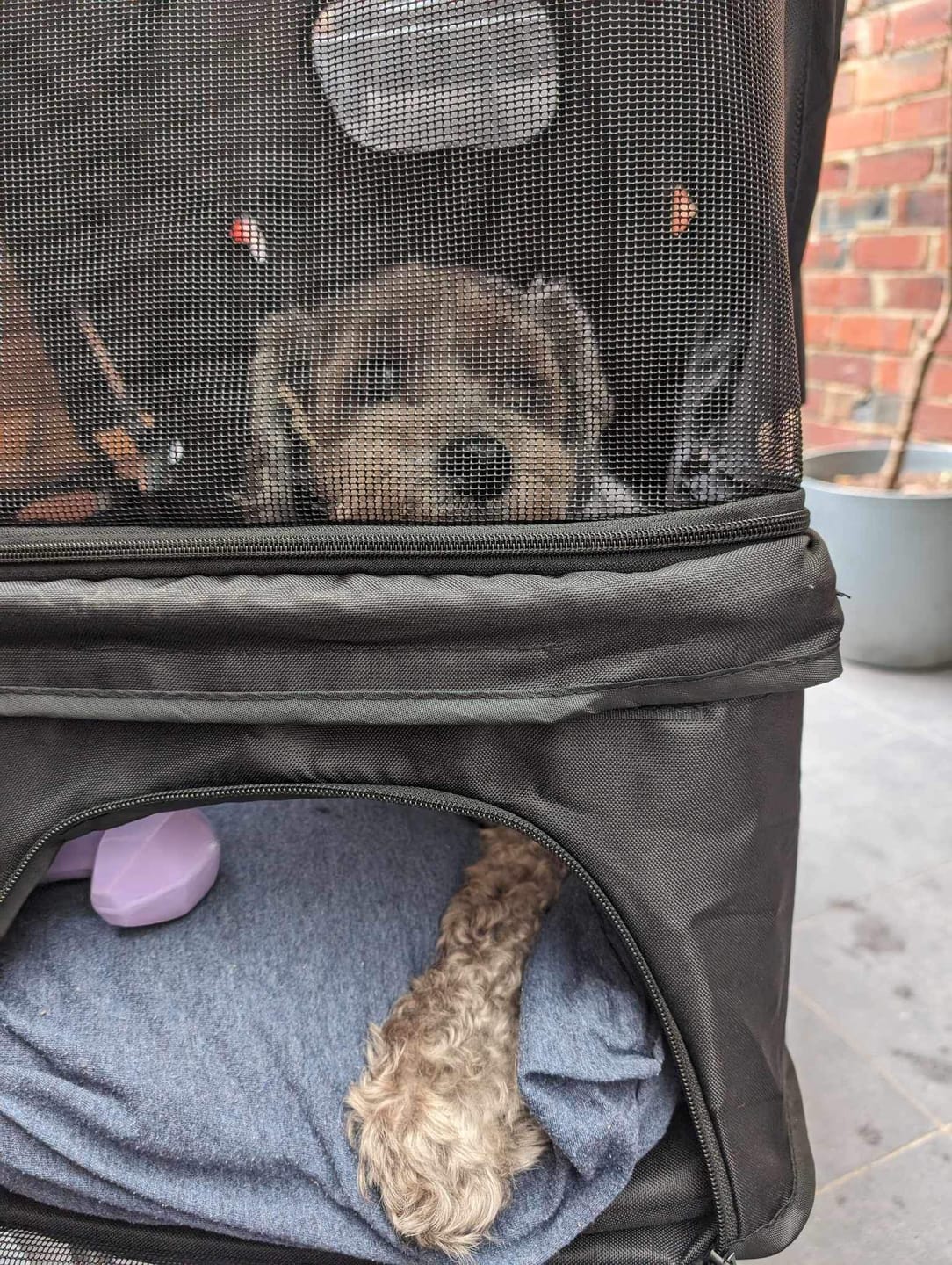 Customer photo review of PaWz Pet Dog Stroller Pram - Black