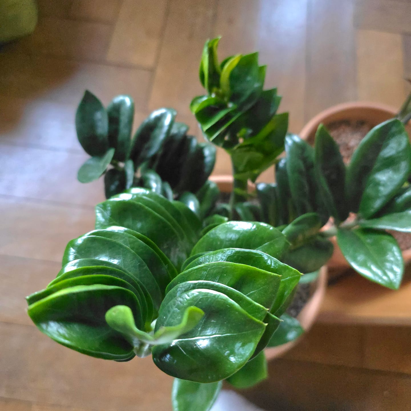 Customer photo review of ZAMIOCULCAS ZENZI