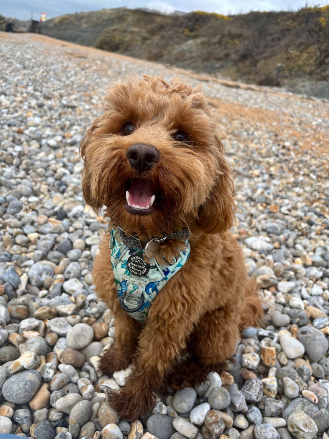 Customer photo review of Tough Trails™ Harness - Dinky Dino