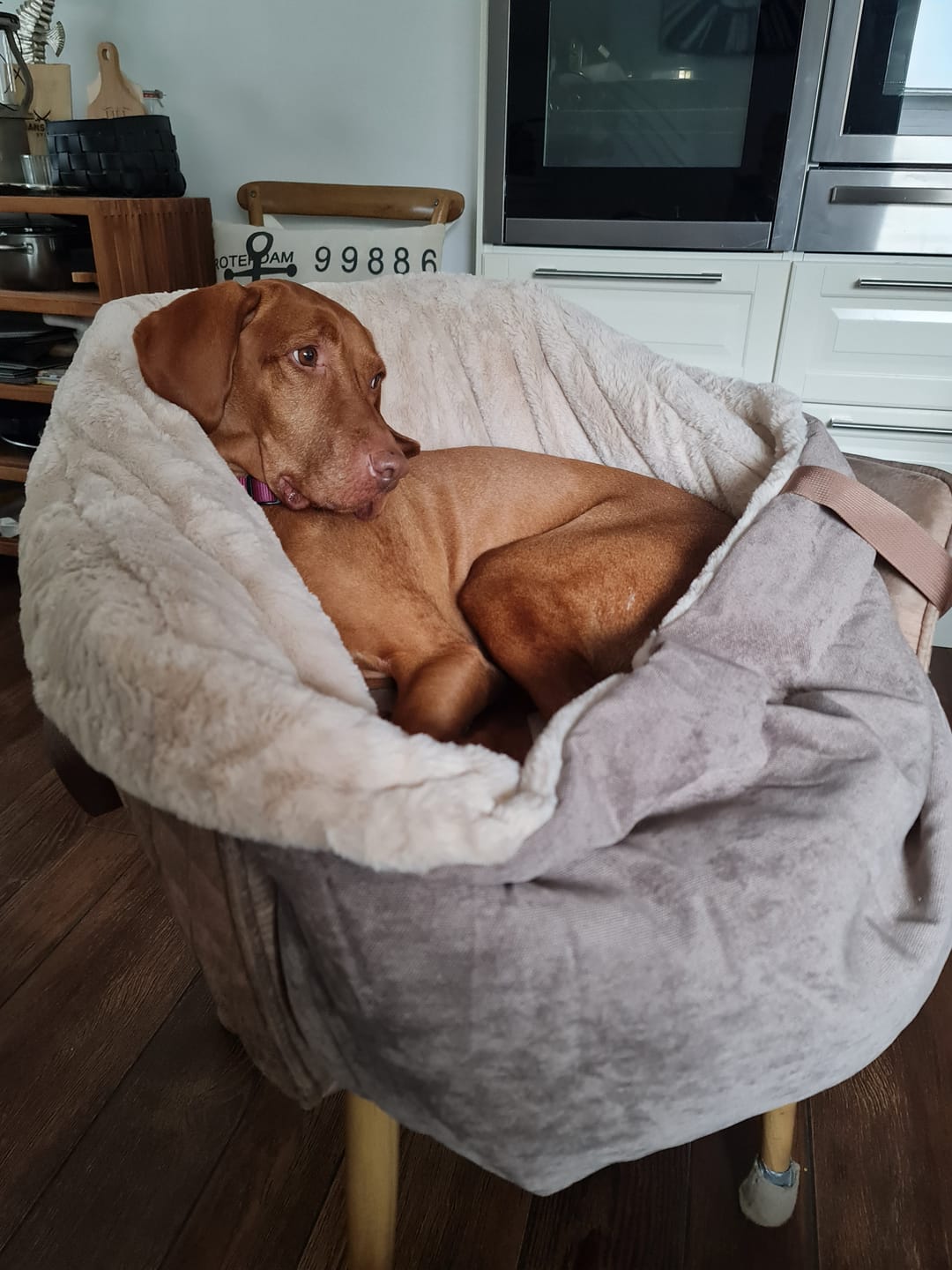 Customer photo review of Orthopädischer Hundekorb "Easy"