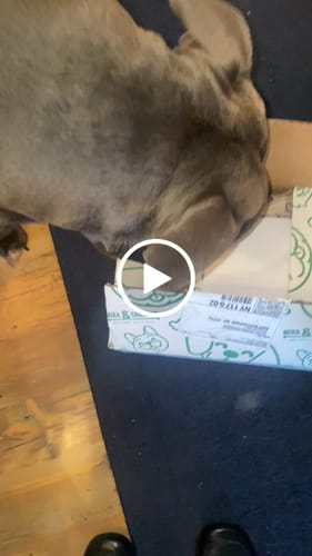 Customer video review of Large Dog Black Friday Bundle II (4x 5oz Jerky Bags + 4x LARGE Smoked Marrow Bones)