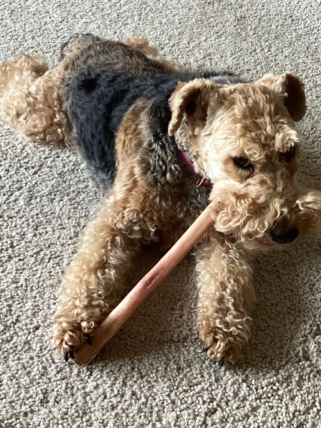 Customer photo review of 12 Inch Extra Thick Bully Sticks