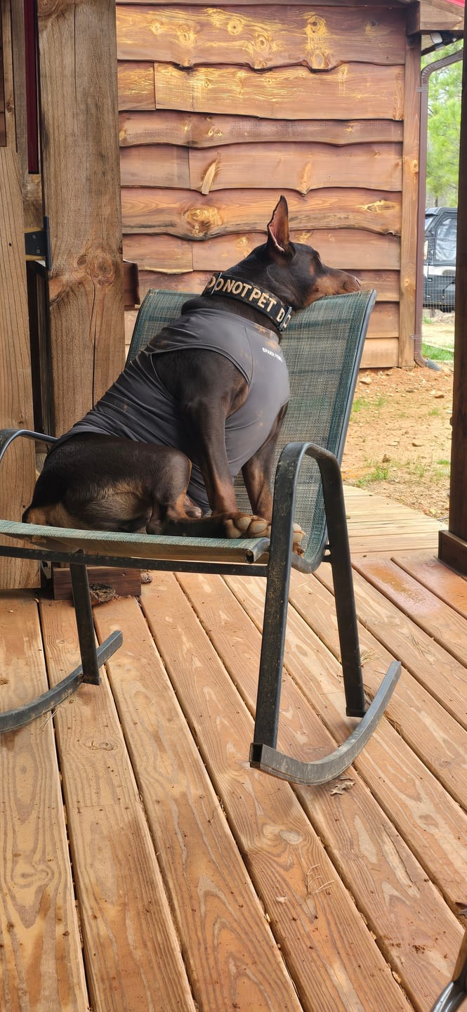 Customer photo review of Sunblock Dog T-Shirt - Dark Grey