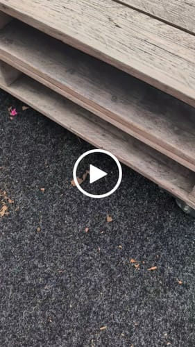 Dennis S. review of Tornado Vape 12000 - Strawberry Watermelon image 1 out of 1