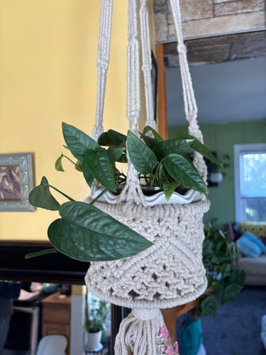 Customer photo review of Pothos Epipremnum pinnatum 'Cebu Blue'