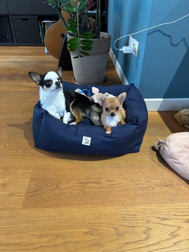 Customer photo review of Divanetto Cotone Siena