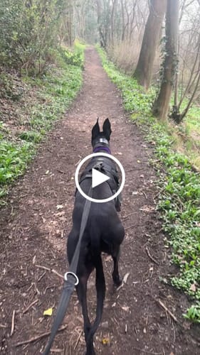 Customer video review of Sighthound Escape Proof Harness