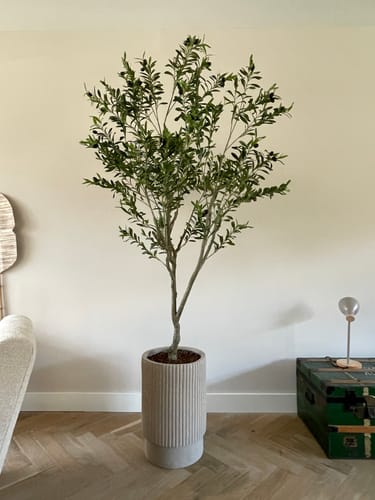 Customer photo review of Pre-Order Kunst Olijfboom 210cm (feb '25)