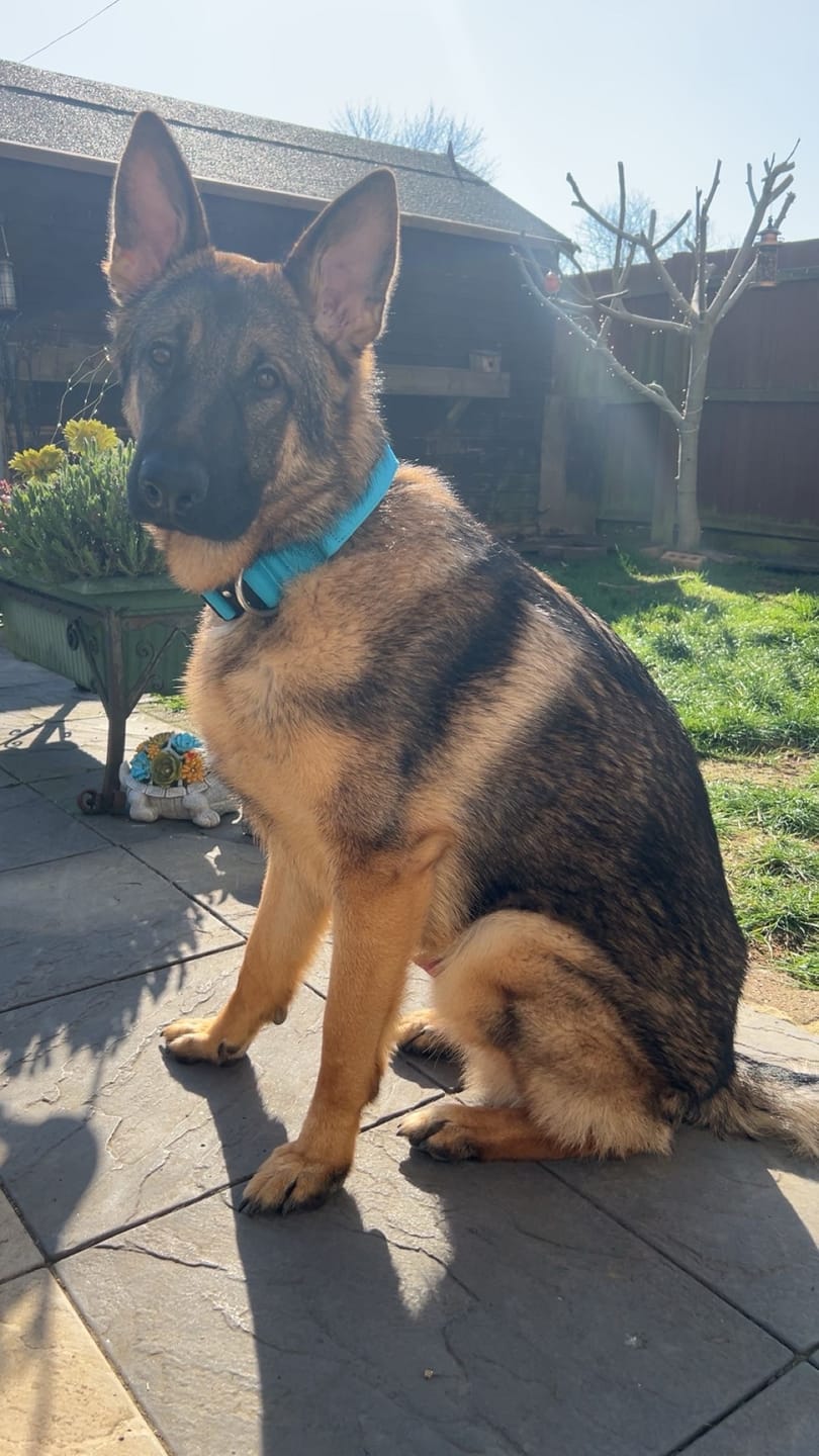 Customer photo review of 5cm Combat® Collar | With Handle & Secure Clip - Light Blue