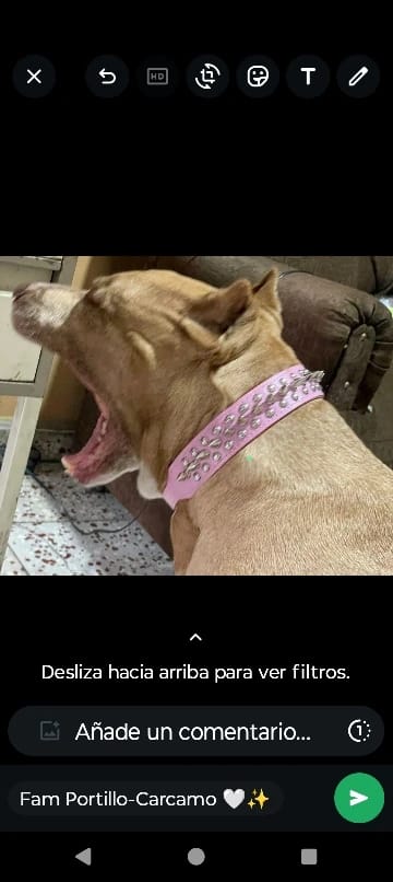 Customer photo review of Rivet Leather Spiked Adjustable Dog Collar And Leash Set
