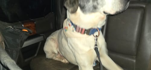 Customer photo review of Comfort Control Collar - Lime Wave