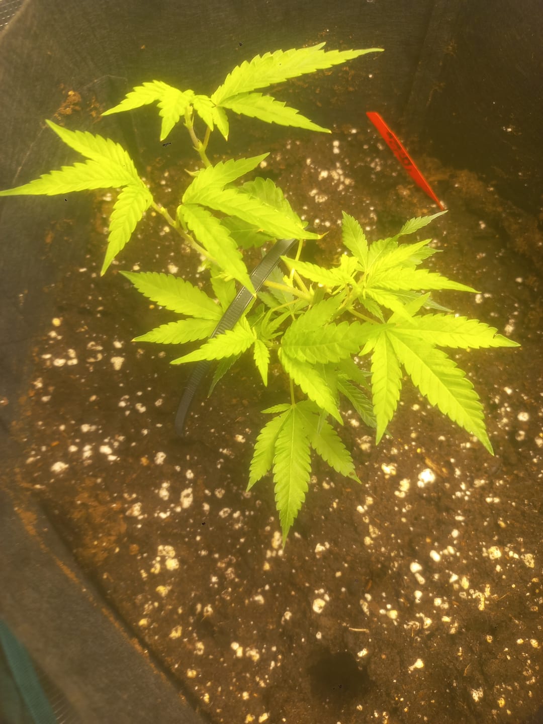 Customer photo review of Hanfstecklinge | Blackberry Moonrock