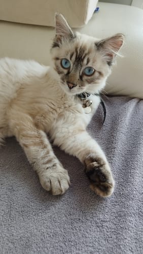 Avis photo d'un client sur Croquettes Chat Stérilisé Sans Céréales - Saumon