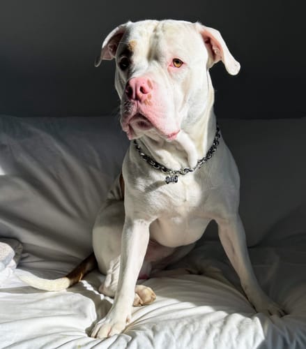 Customer photo review of THE ROLLA