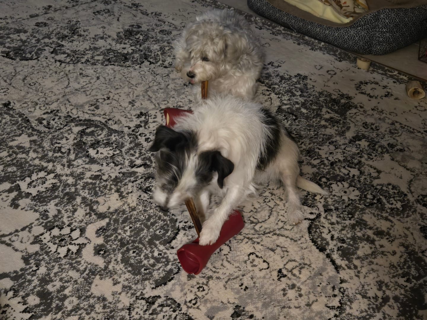 Customer photo review of Bully Stick Safety Holder