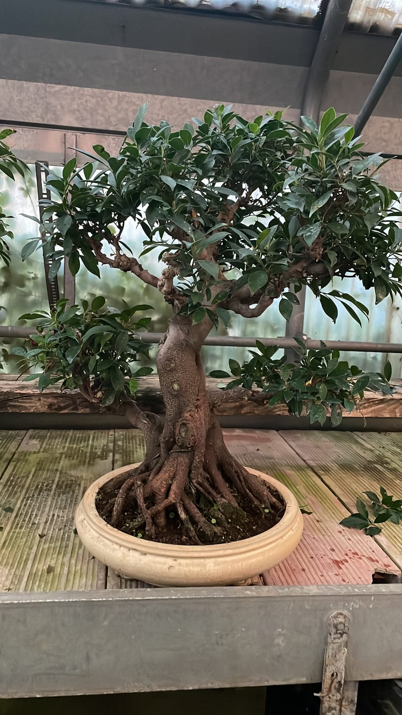 Customer photo review of NEO CB®