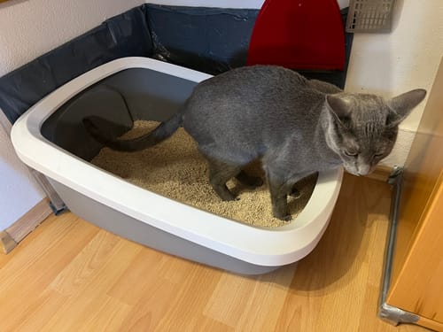 Customer photo review of Naturreines Katzenstreu