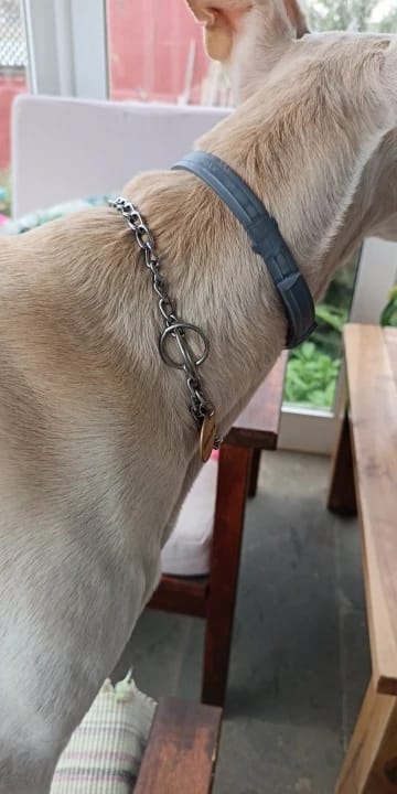 Customer photo review of Stainless Steel Adjustable  Slip Chain Collar For Dog