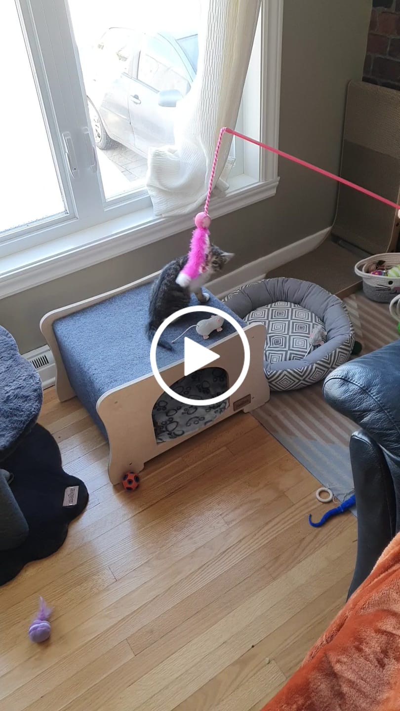 Customer video review of The Hammock Scratchable Cat House