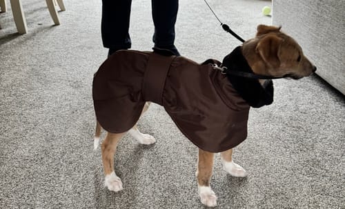 Customer photo review of Ofira Sighthound Coat with Faux Fur Lined Snood