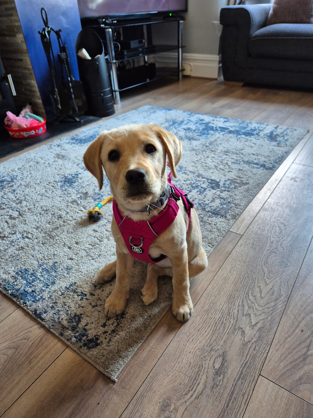 Customer photo review of Air Harness | Anti-Pull & With Handle - Carminerose