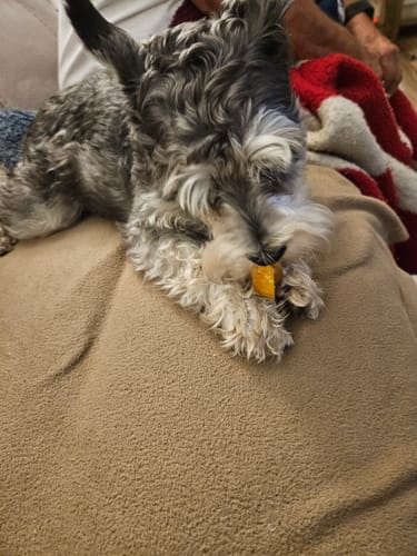 Customer photo review of Strawberry Yak Chews