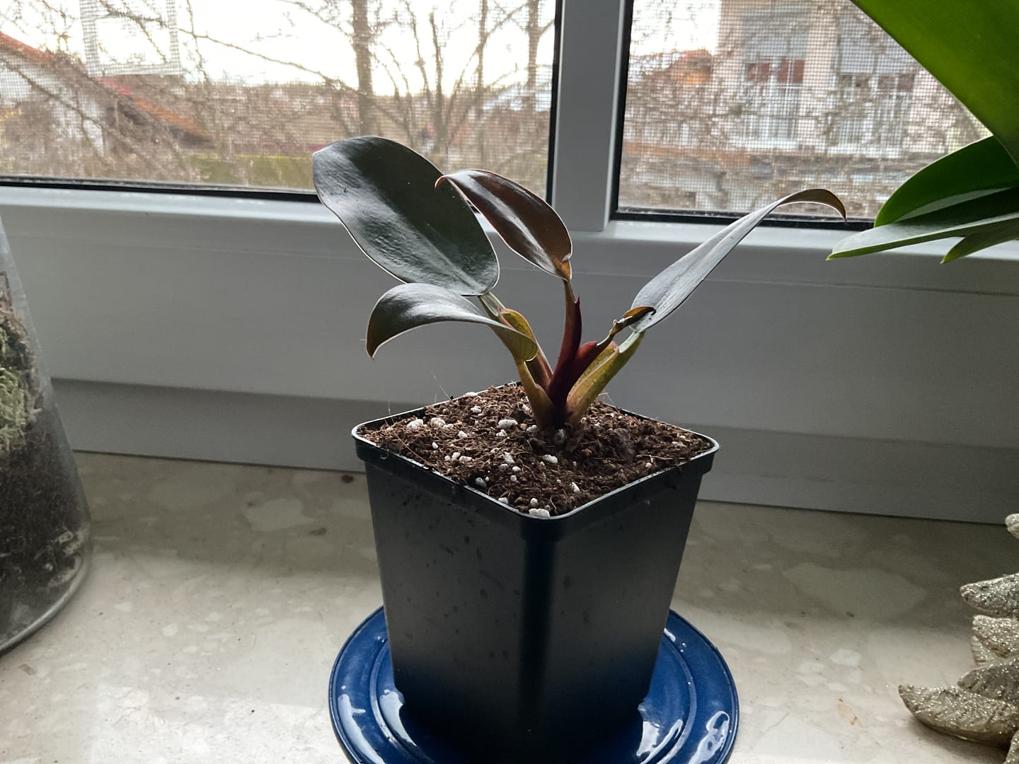 Customer photo review of PHILODENDRON BLACK CARDINAL
