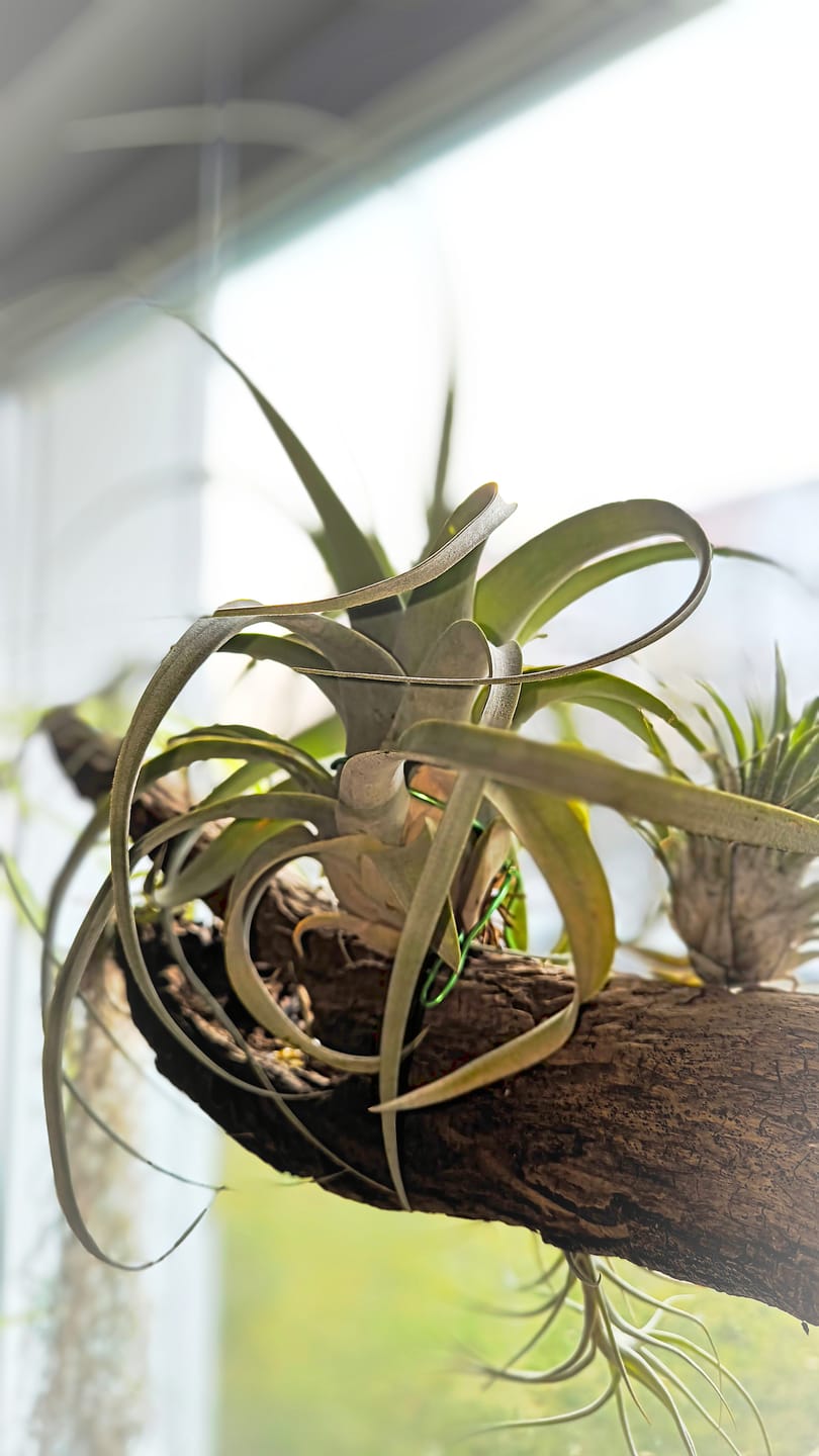 Customer photo review of Tillandsia xerographica