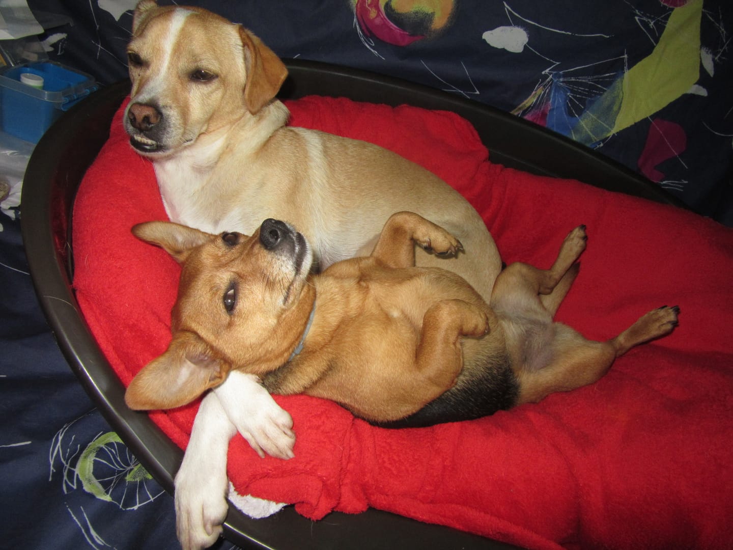 Customer photo review of Croquettes de volaille riches en ingrédients frais - Moy. / Grande taille (chien adulte)