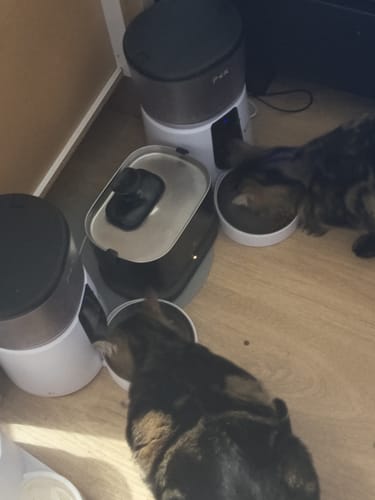 Avis photo d'un client sur Croquettes Chat Stérilisé Sans Céréales - Saumon