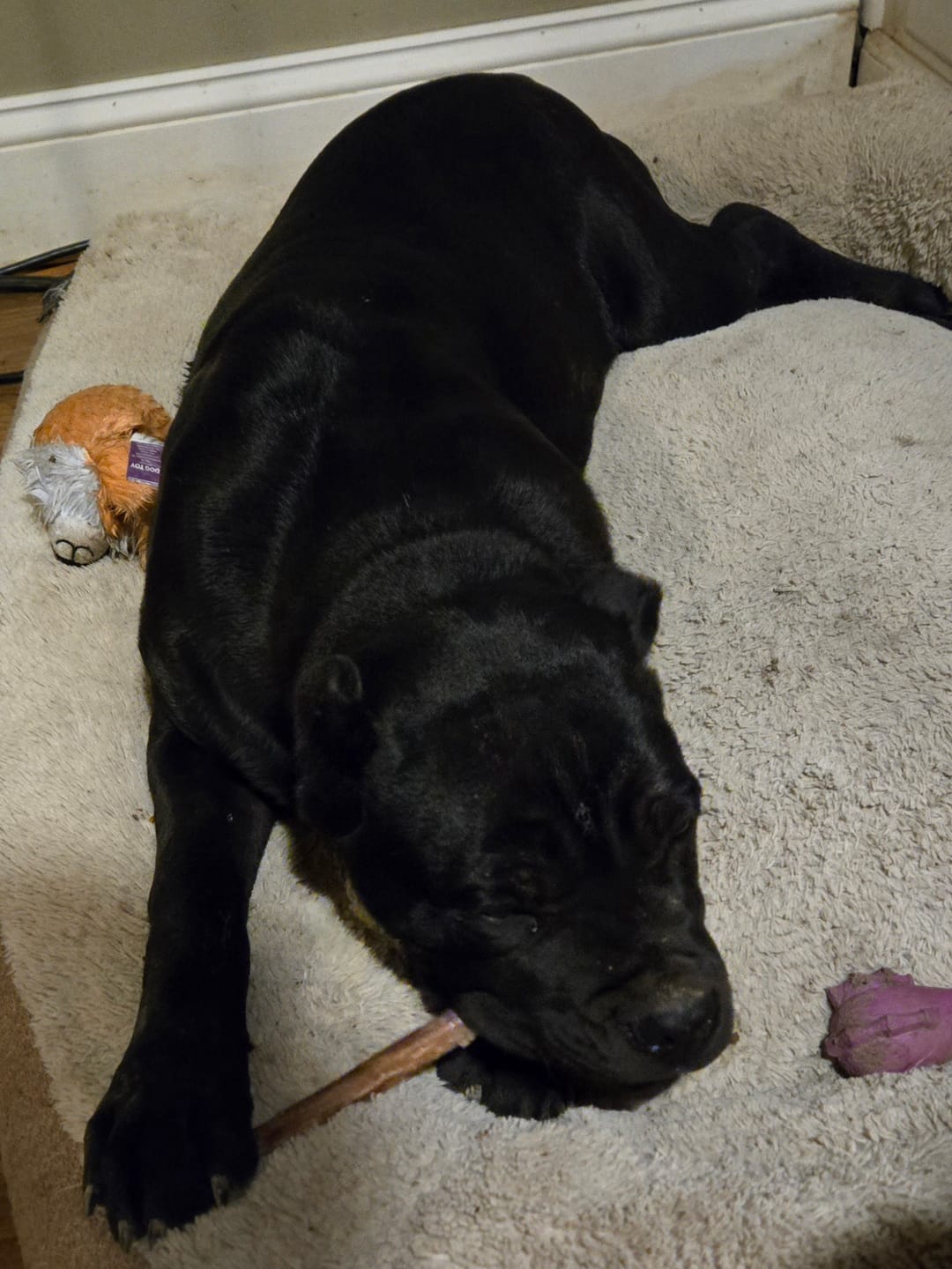 Customer photo review of 6 Inch Monster Braided Bully Stick