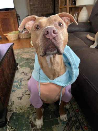Customer photo review of Cotton Candy Dog Hoodie