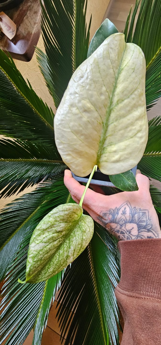 Customer photo review of MONSTERA DELICIOSA VARIEGATA MINT