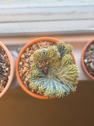 Customer photo review of Myrtillocactus Geometrizans Cristata | Blue Candle Crest Cactus