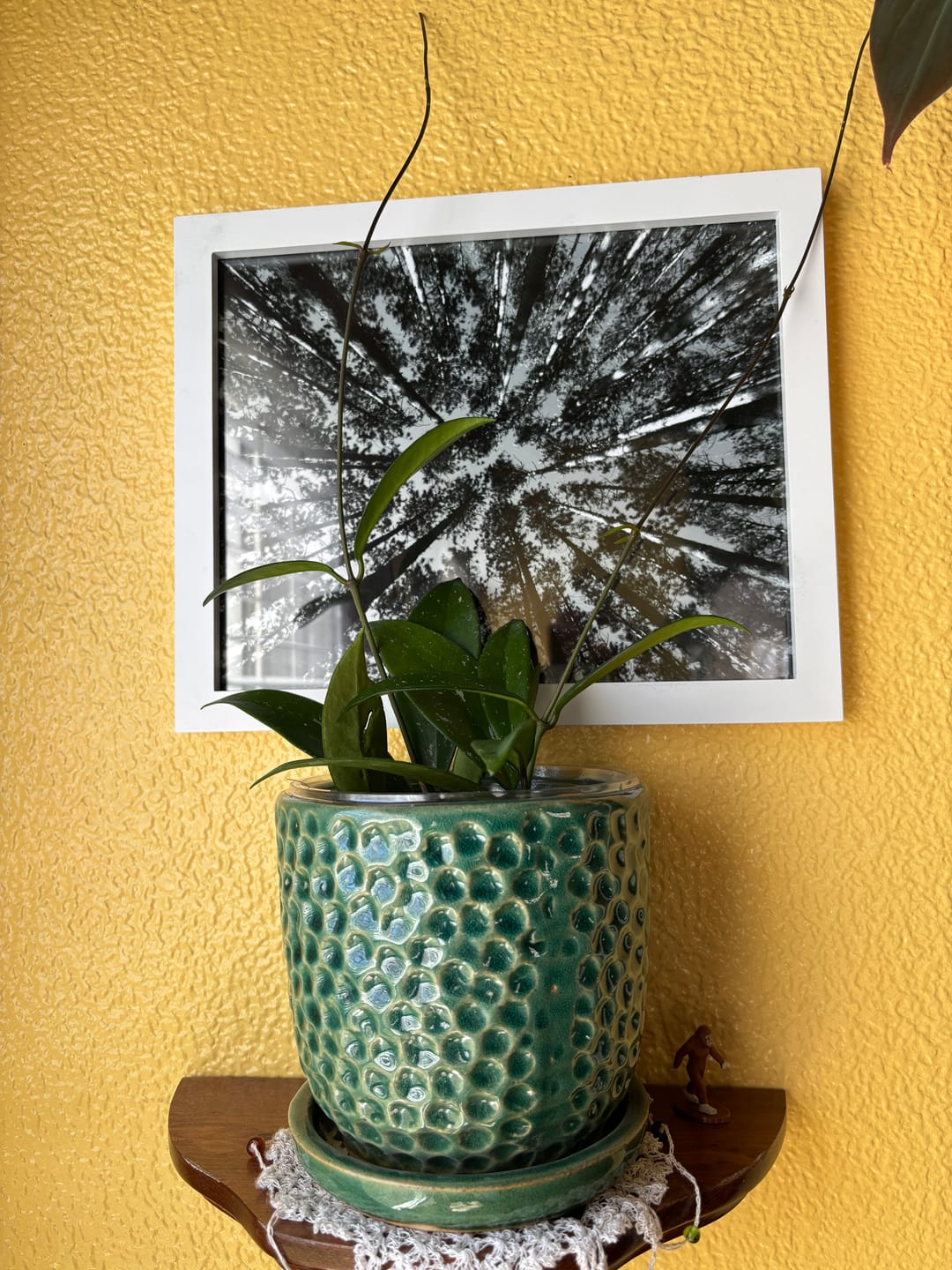 Customer photo review of Hoya pubicalyx x carnosa