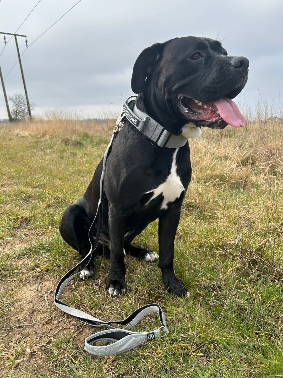 Customer photo review of 5cm Combat® Collar | With Handle & Secure Clip - Black
