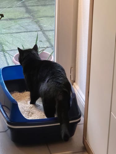 Customer photo review of Naturreines Katzenstreu