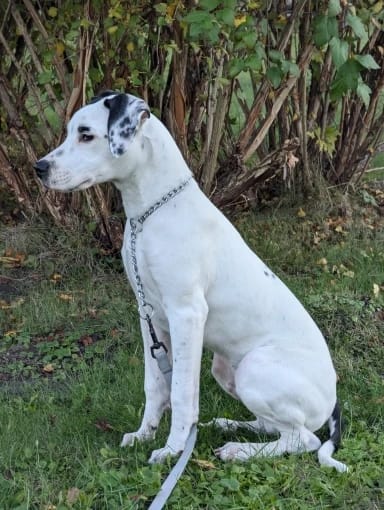 Customer photo review of Stainless Steel Adjustable  Slip Chain Collar For Dog