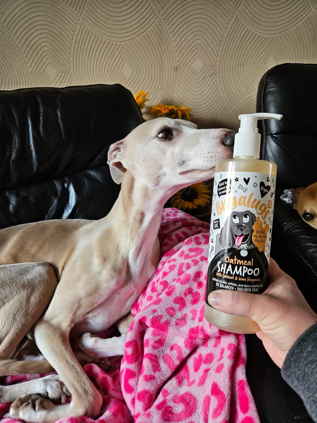 Customer photo review of Oatmeal Dog Shampoo with Coconut & Lime Fragrance