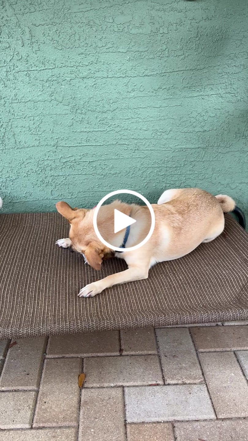 Customer video review of Ostrich Chunky Bones (4" x 2" - 2 Pack): The Long-Lasting, Flavor-Packed Bones for Small to Medium Dogs