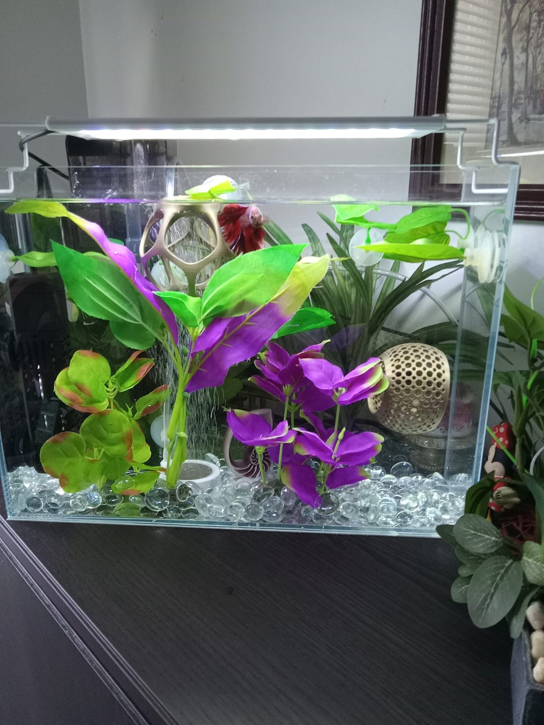 Customer photo review of Cave Lounge Hammock - Aquarium Ornament for Betta, Fish, and Shrimp