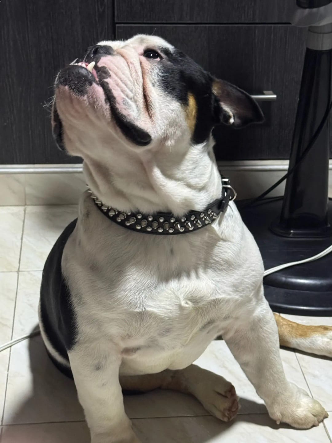 Customer photo review of Rivet Leather Spiked Adjustable Dog Collar And Leash Set
