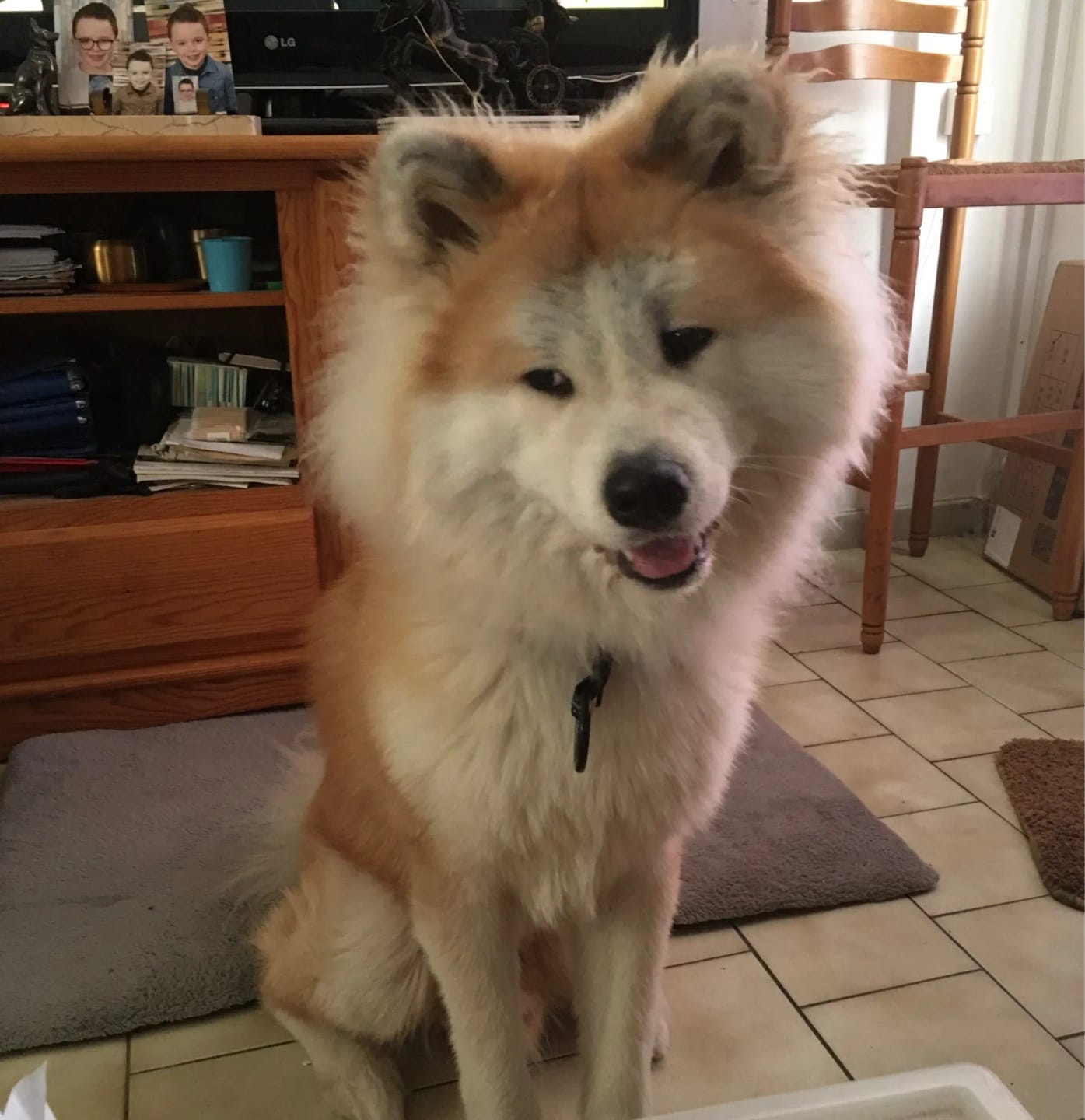 Customer photo review of Stainless Steel Adjustable  Slip Chain Collar For Dog