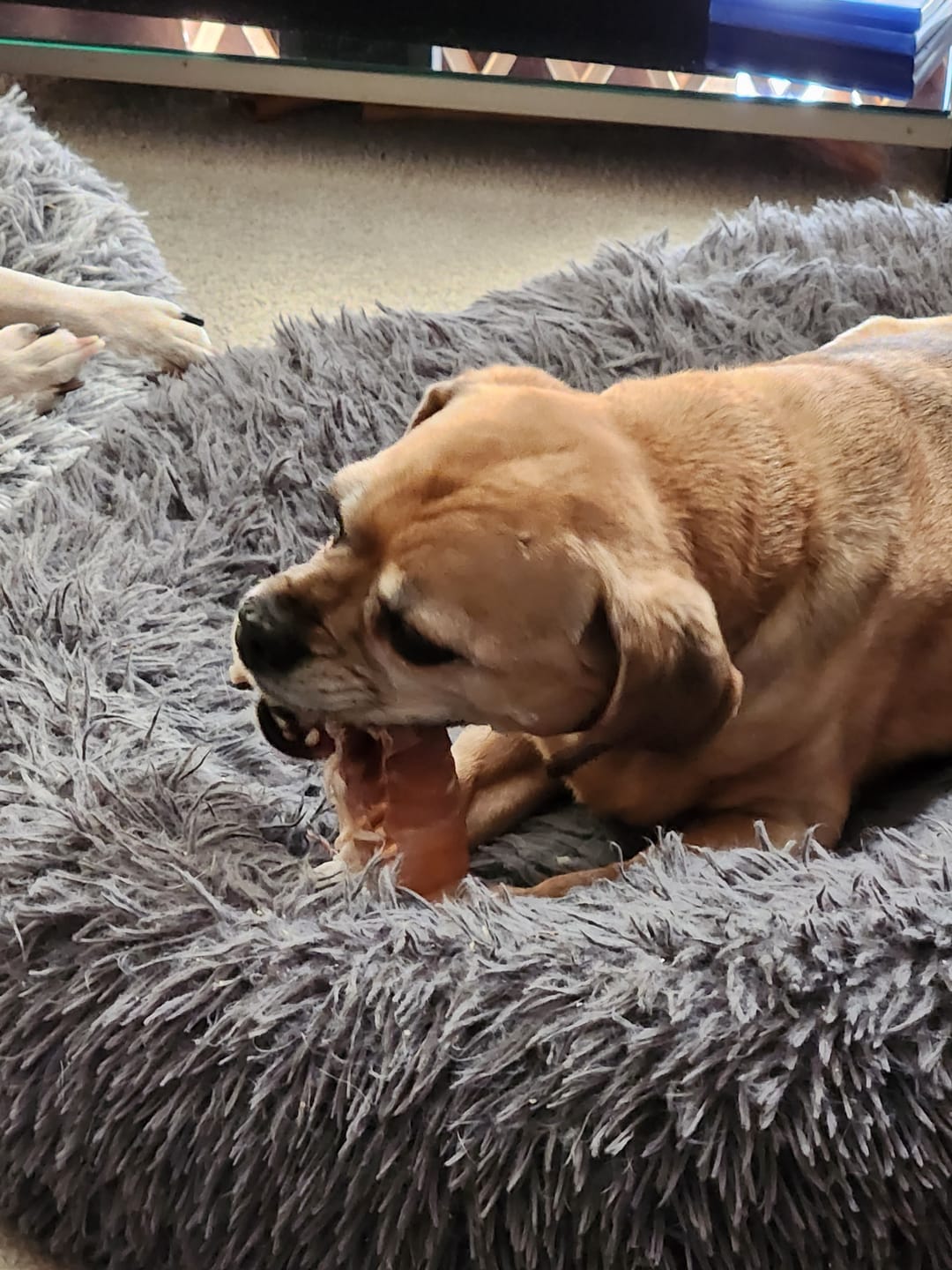 Customer photo review of 12 Inch Beef Trachea