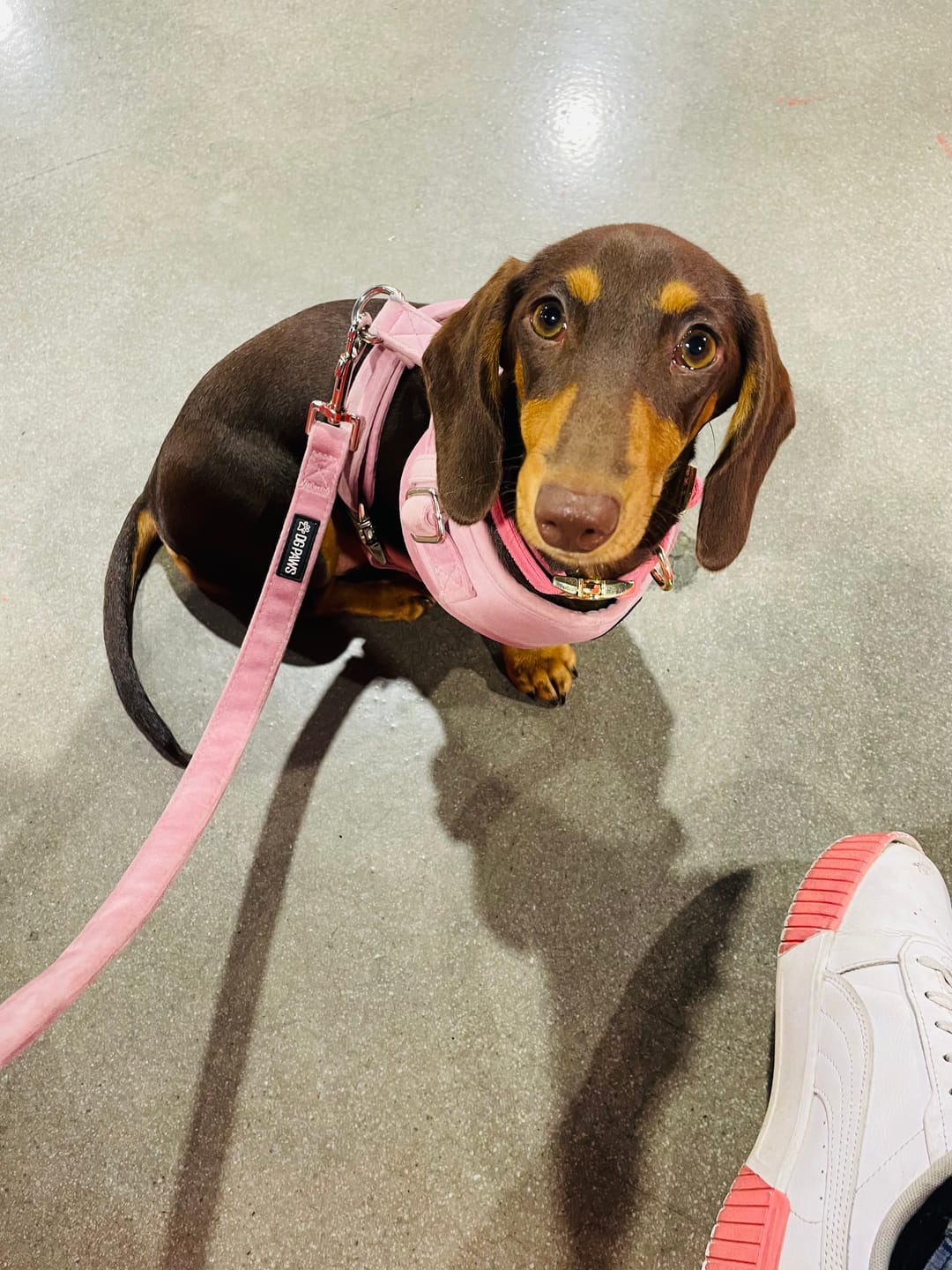Customer photo review of Pink Velvet Dog Lead