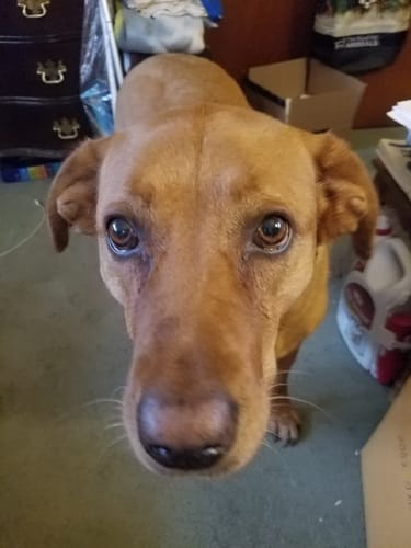 Customer photo review of Doggie Greens