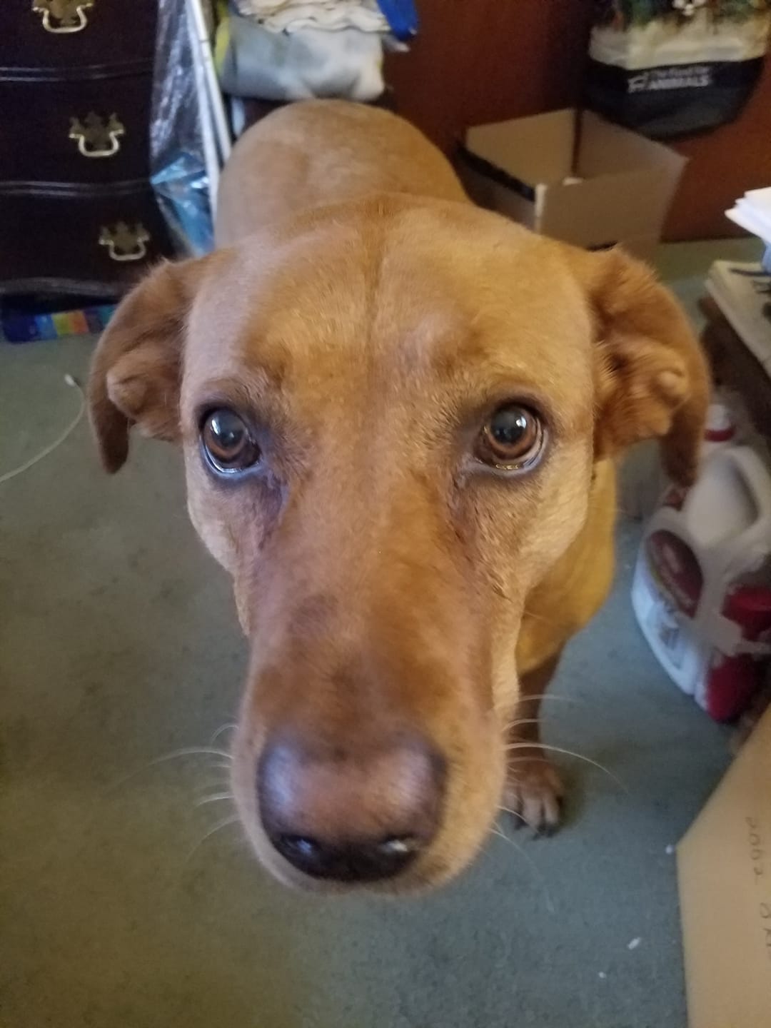 Customer photo review of Doggie Greens
