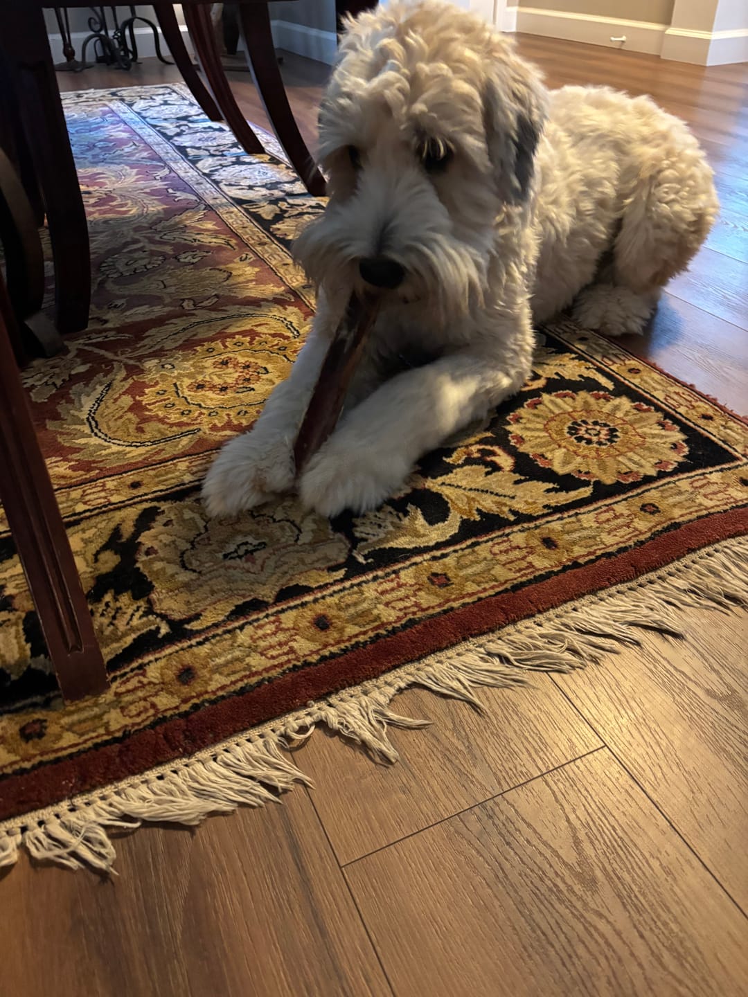 Customer photo review of Ostrich Shaft Bones (11" x 2"): The Long-Lasting, Flavorful Chew for Medium to Large Dogs