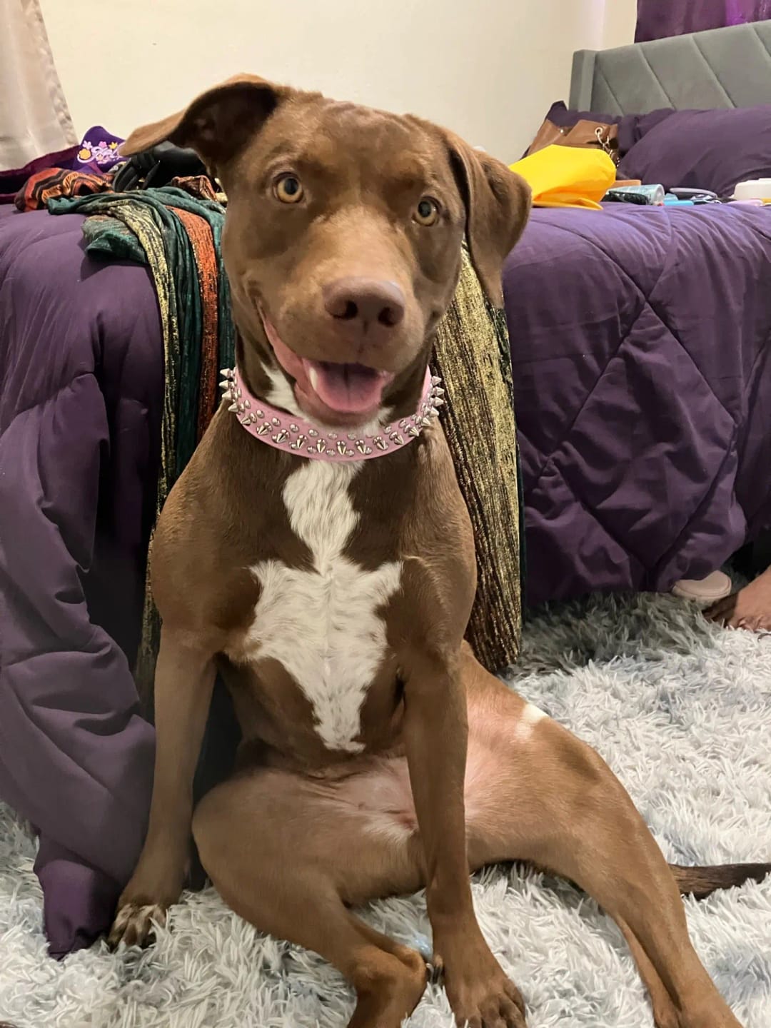 Customer photo review of Rivet Leather Spiked Adjustable Dog Collar And Leash Set